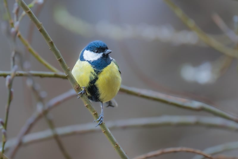 Bird Watching Trips