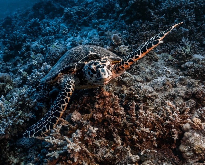 Marine Life Exploration