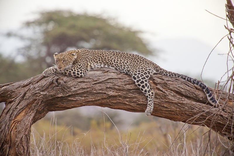 Savanna