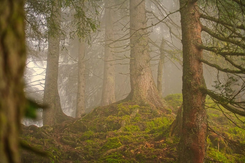 Rainforest