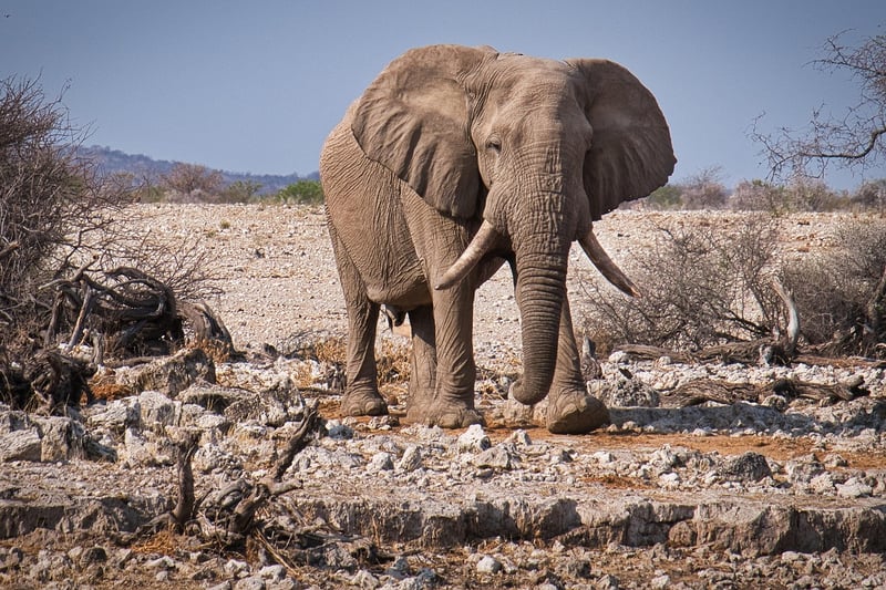 Kruger National Park